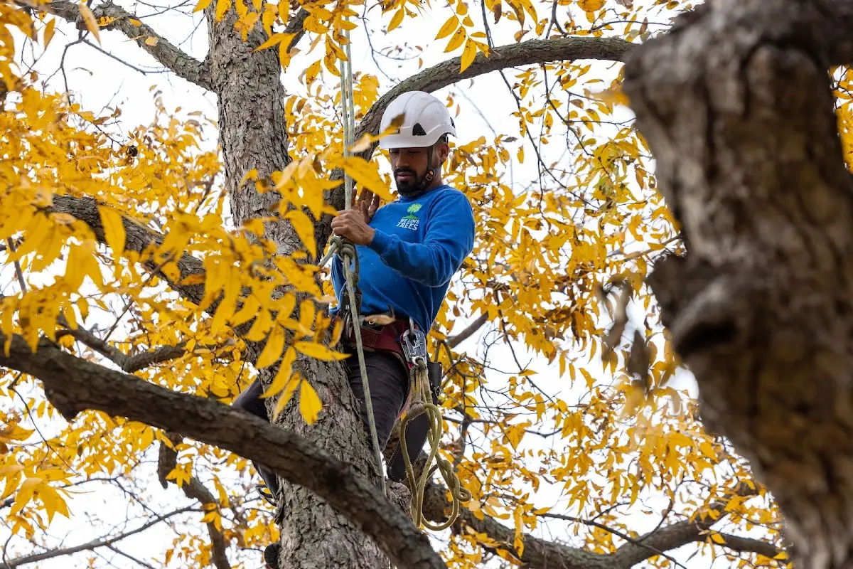 Skilled Tree Planing crew working in Hartford
